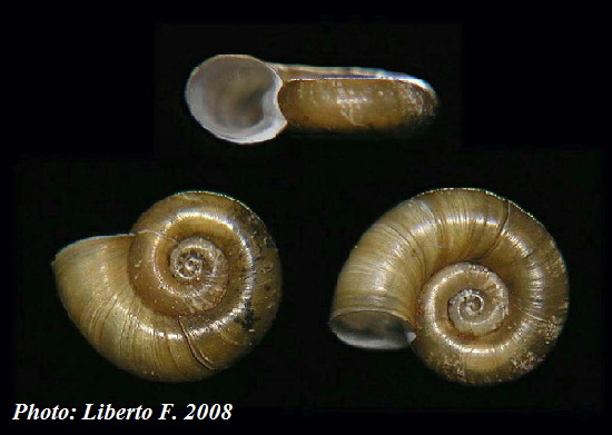 Planorbis moquini   Requien , 1848